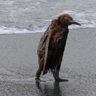 KiarshorsancheZ's profile picture. 