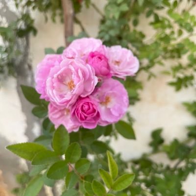 من صغري نشأت في البساتين الخضراء فعشقتها🌷🌷 فصل الربيع من ابهى الفصول. فصل تطل فيه الشمس وينبت فيه الزهر انه اجمل فصل..كل مااغرد فيه من تصويري .🇸🇦