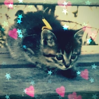 TOSNツリネバ朝森鯖●治癒&錬金●ホーム商人全部見る人ᗢᘏᓗ進撃オタ1.5m級奇行種ᗢᘏシルバニアᗢᘏᓗﾈｺﾁｬﾝᗢᘏᓗｱｵﾁｬﾝ🌻れぼ🕶🌹