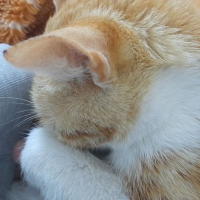 boolean Profile