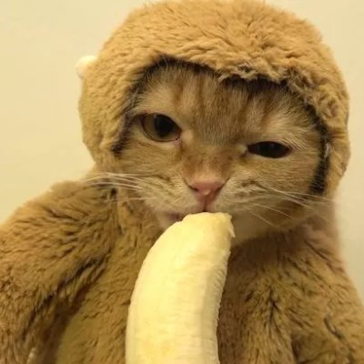 cats a mf monkey, apes up. let's moon. 

https://t.co/1DHxTTTkqT 

$MC

its a monkey, its a cat, its a monkey cat!
