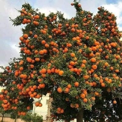 amir138848's profile picture. 