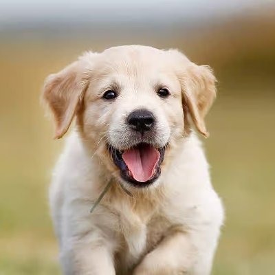 beelzebub393's profile picture. Crap pun vendor. Dogs, woodwork and barbecues

#russiaInvadedUkraine

Slava Ukraini

NO DMs