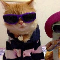 pinkii (swaggy Katze) (@pin__kii) 's Twitter Profile