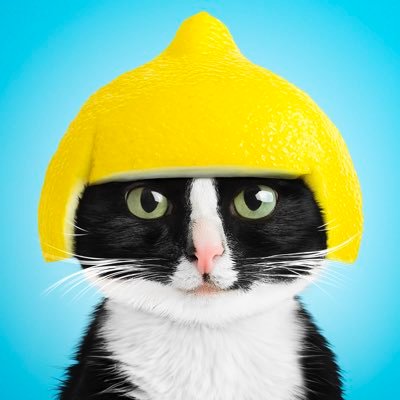CheetoTuxedo's profile picture. i am cheeto. a cat. / new york city