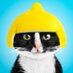 Princess Cheeto (@cheetotuxedo) Twitter profile photo Princess Cheeto (@cheetotuxedo) Twitter profile photo