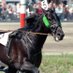Trottingexpert (@trottingexpert) Twitter profile photo