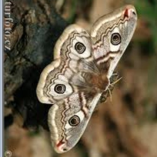 ForeytheMoth's profile picture. moth