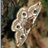 ForeytheMoth's profile image