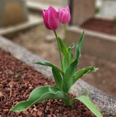 Denizgok27's profile picture. 