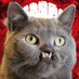 Lazarus The Vampire Cat (@VampireLazarus) Twitter profile photo