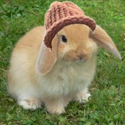 A bunny, and a hat. BunnyWifHat $BWIF

Don't forget to drop me a follow!🐰