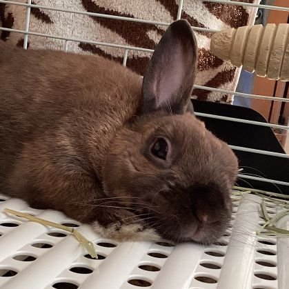 kaori_hibiki's profile picture. 