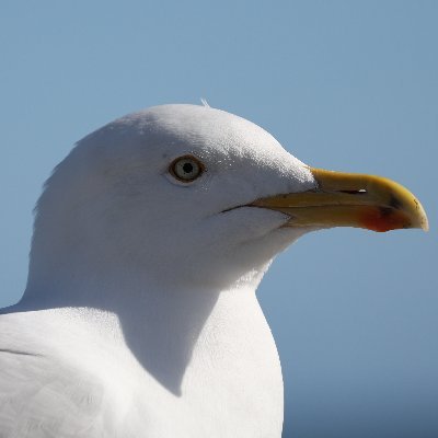 quagsire · seagulls · arsenal · rachel🍃·
無言フォローすみません、日本語が話せないので!返信は翻訳機を使います💕