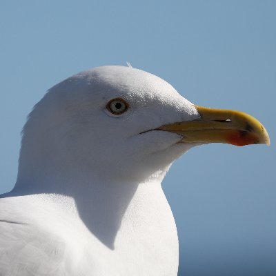 Mostly walking about Aberdeenshire and taking pictures of, well, primarily seagulls. I like seagulls.

A big fan of Rachel 🍃