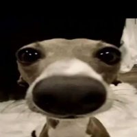 El pendejito de internet 🐢🔫 (@manuamu_) 's Twitter Profile