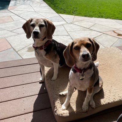 California beagles who love hiking, the beach, eating, sniffing, chasing squirrels and Mama!! Lucy lu and baby sisfur Maggie May ♥️♥️♥️. #theruffriderz #TJ5