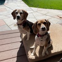 Lucy Lu and Maggie May - Beagle Sisfurs(@lucymagsisfurs) 's Twitter Profile Photo