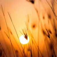 Meditation (@meditation73924) 's Twitter Profile Photo