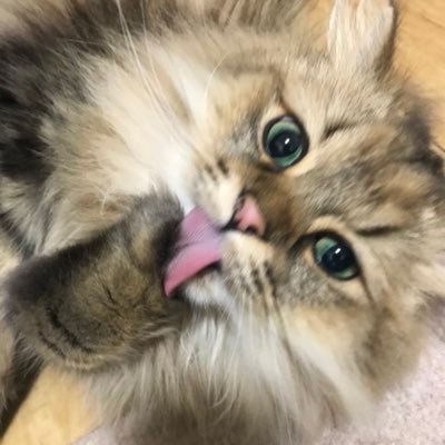 Rubbish_Rubbish's profile image