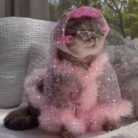 레베카✨ (@greco_rebel) 's Twitter Profile