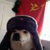 Russian Doge (@dog67851) Twitter profile photo Russian Doge (@dog67851) Twitter profile photo