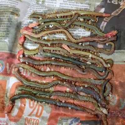 gede1895945's profile picture. 