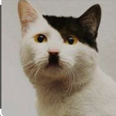 Youjizzzer's profile picture. Perfectly normal, nothing special.