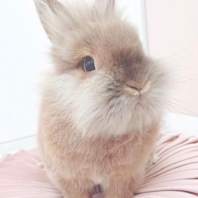 mochopon4's profile picture. 慶應通信/00/うさぎ飼い🐰 /音楽やゲーム、アニメが好き👾