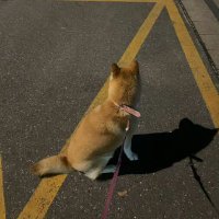 徐风 (@fengx68) 's Twitter Profile