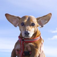 Alfred, o Pardall (@alfredpardall) 's Twitter Profile