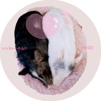 桃伽らめる(*‘🐽‘ *)ぶっぶっ💕(@LovelySheryltan) 's Twitter Profile Photo