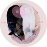 LovelySheryltan's profile picture. 20201110産まれのネロちゃん(白豚)と
20211215産まれの信長ちゃん(牛柄豚)とドールなどを愛でる多趣味アカウントです。
構われると喜びます✨
老眼と近視で戦っています。微エロ好き。

AtMakeLab(アットメイクラボ)というディーラー名で創作活動も行っています。BOOTHはこちら↓