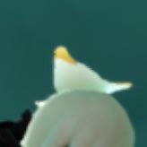 ニムイタチさんのプロフィール画像