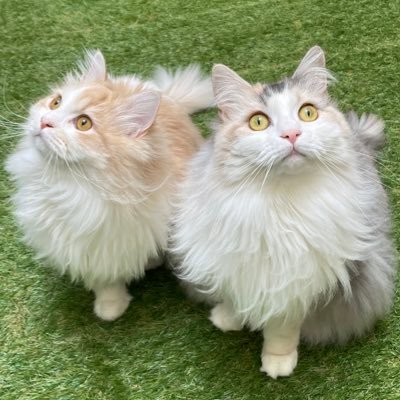 ミーナ＆ウナ on X: 
