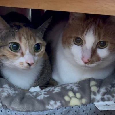 我が家の猫さんのプロフィール画像