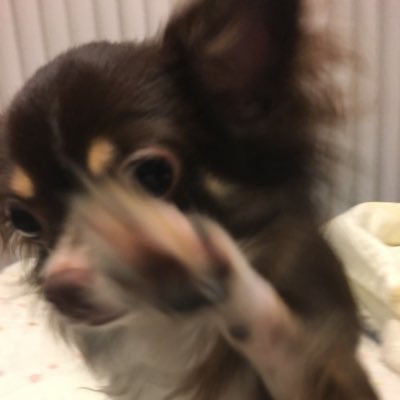 chihuahuagumi Profile Picture