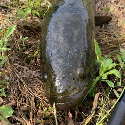 新潟県上越市。ひ(げ)メ(ガネ)です。広く浅く色んな釣りを楽しんでます。キャンプ、ライブ、サッカー観戦、アルビレックス新潟