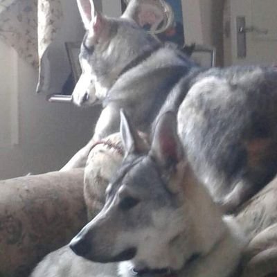 56 year old ts with a big mouth and very very opinionated! Sharing life with two wolfdogs. #IStandwithJKR
