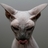 Solven's Twitter (X) avatar