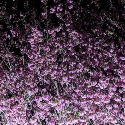 XjelhExl74BVe1a's profile picture. コミュ障のひとり言です😐