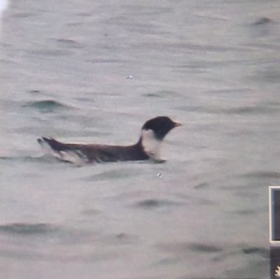 ちゃこもこです　snipe.shorebirds

 前のアカウントにログインできずこちらから失礼します