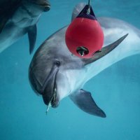 ⓉⒶⓀ (@tak_aquarium) 's Twitter Profile Photo ⓉⒶⓀ (@tak_aquarium) 's Twitter Profile Photo
