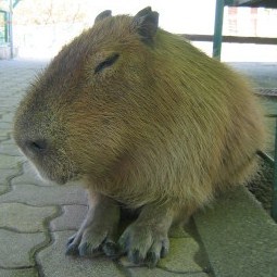 takainiesta's profile picture. アラサーエンジニア。ときどきまったり。希望は全部まったり。