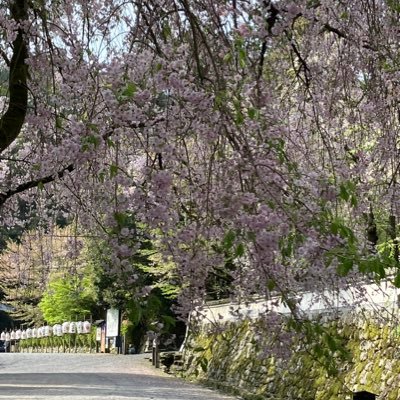 茶道石州流のお茶と観世流の謡を嗜み、日々の疲れは、お寺巡りで癒しております。 自分に出来る事を一つ々行い、一隅を照らせる人でありたいと思っております。