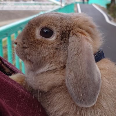 メアさんのプロフィール画像