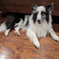 Emerald (@emeraldplum) 's Twitter Profile