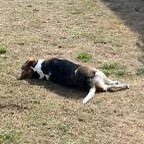 SunningBeag's profile picture. 