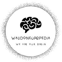 WalidoNeuroPedia(@NeuroWalid) 's Twitter Profile Photo