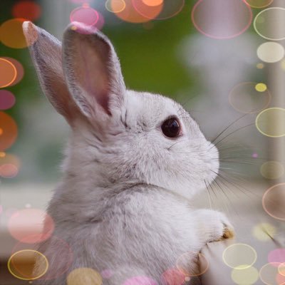 enorisu1119's profile picture. 